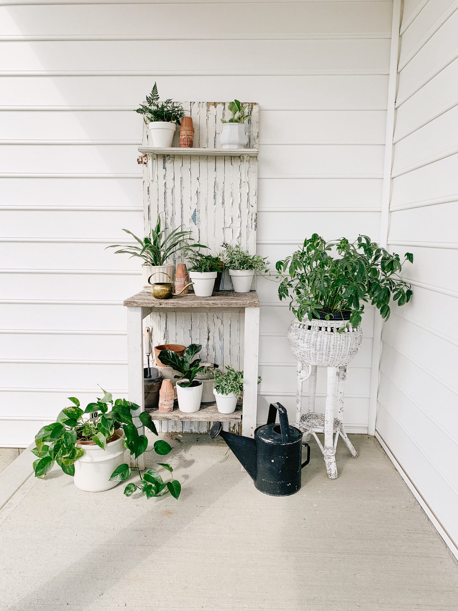 Indoor Plants for Beginners